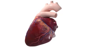 herz-koronargefaesse-aorta-pulmonalis-links