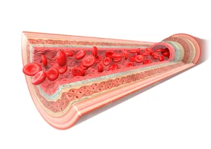 Anatomie Arterie
