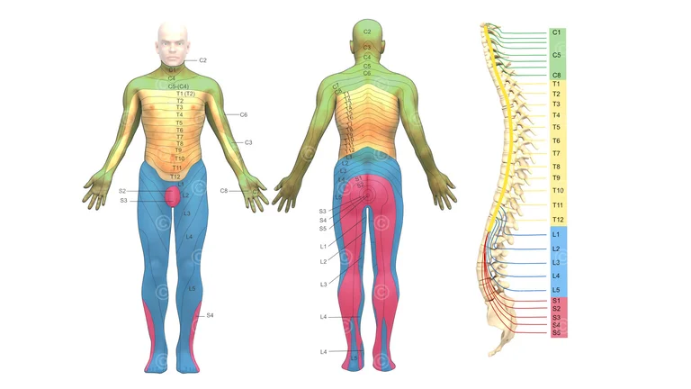 Körperregionen peripheres Nervensystem