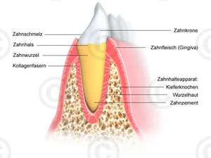 zahnhalteapparat-zahnhals-kieferknochen-zahnfleisch-gross